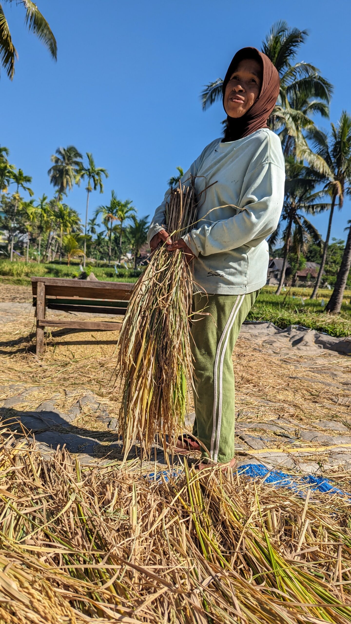 Reisarbeiterin, Java, Indonesien