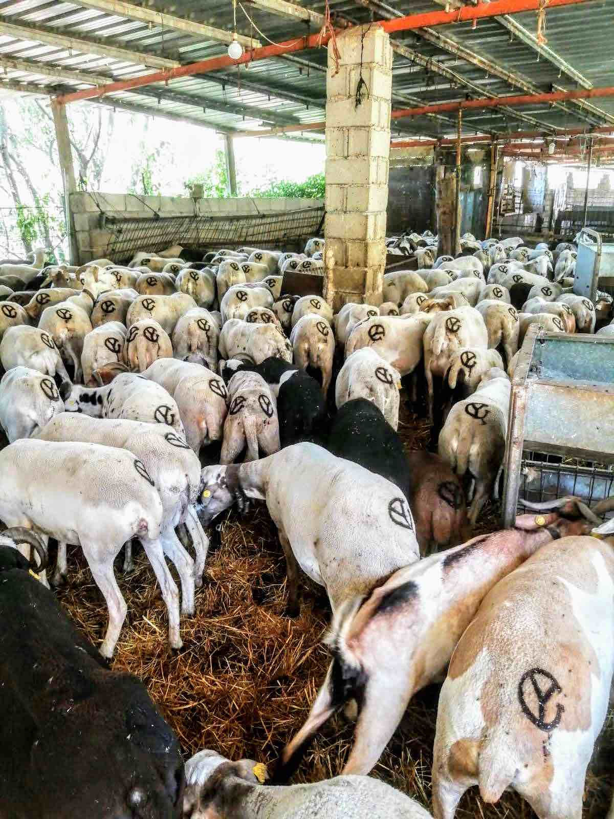 Viele_Schafe